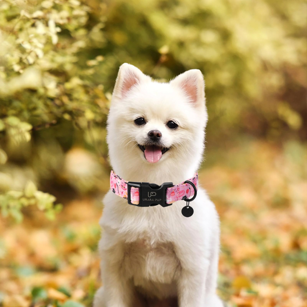 Collars & Leashes