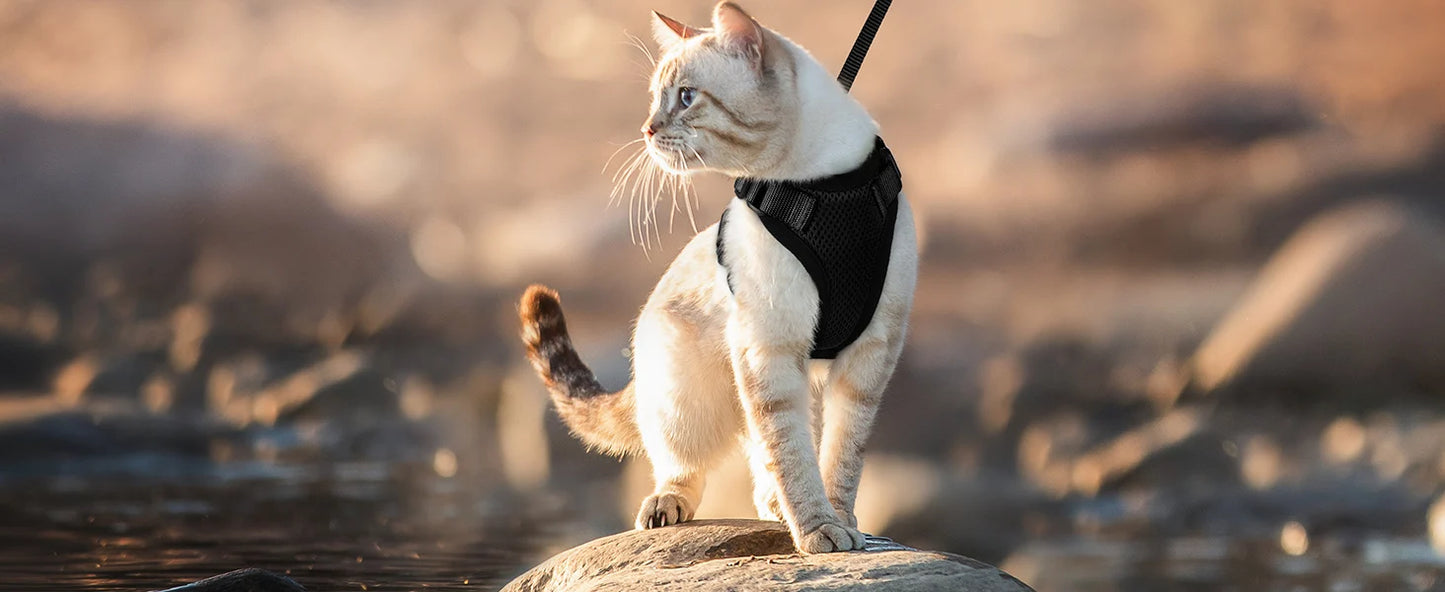 Adjustable Cat Harness & Leash