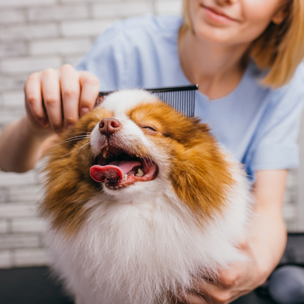 Grooming