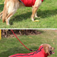 Waterproof Padded Winter Dog Jacket