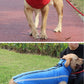 Waterproof Padded Winter Dog Jacket