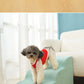 Pet Ramp Stairs with Washable Cover