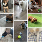 Smart Dog Toy Bal